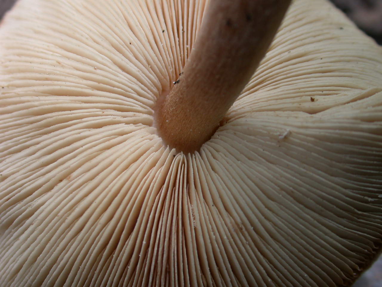 Lepiota cortinarius